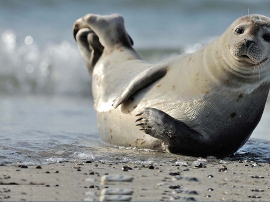 Zeehondensafari van 3 uur in Zeeland