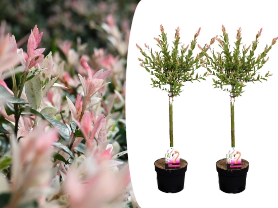 Set van 2 Salix Flamingo bomen (80 - 90 cm)