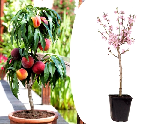 Prunus Persica Dwergperzikboom (65 - 75 cm)