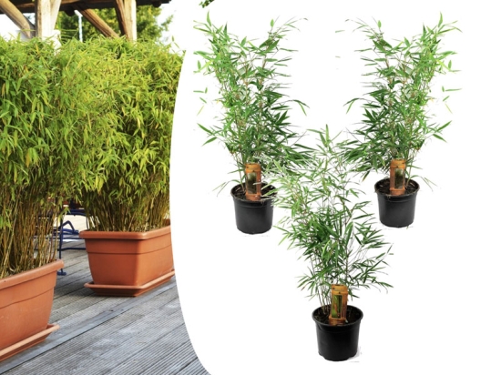Set van 3 groene bamboe struiken (25-40cm)