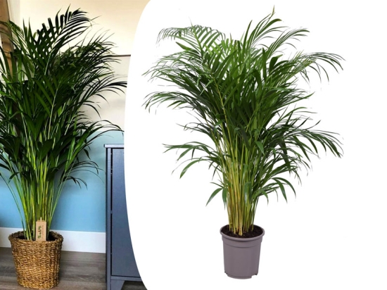 XL Areca goudpalm (100-120cm)