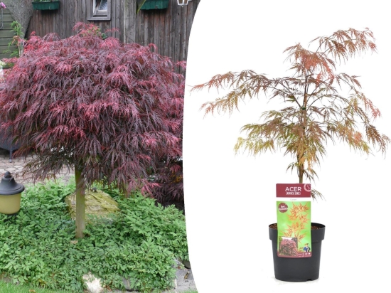 Japanse Esdoorn Acer Garnet (50-60cm)